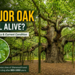 Is the Major Oak Still Alive? History, Facts, and Current Condition